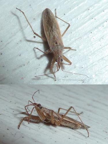 Réf. 189 473 : Nabis (ferus-pseudoferus)